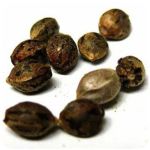 Семена марихуаны АК-47  (Seeds AK-47) в Галиче